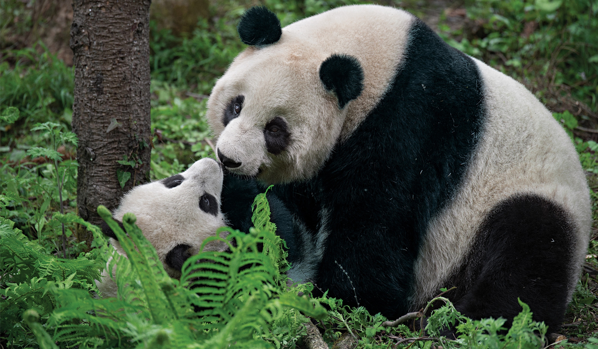 China gifts two giant pandas to Qatar ahead of FIFA World Cup